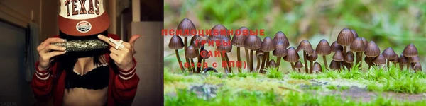 PSILOCYBIN Медвежьегорск